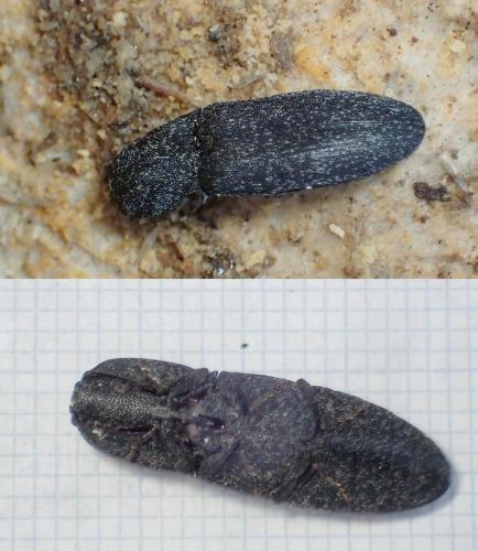 Réf. 222 831 : Lacon punctatus